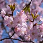 prunus subhirtella autumnalis rosea ciliegio da fiore 1