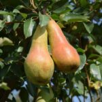 pyrus communis abate fetel pero 1