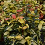 rhyncospermum asiaticum aureovariegato gelsomino 1