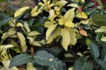 rhyncospermum asiaticum hogon nishiki gelsomino 1