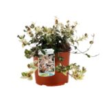 rhyncospermum asiaticum tricolor gelsomino