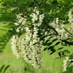 robinia pseudoacacia