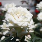 rosa alaska rampicante 1