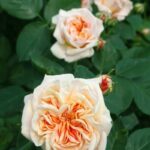 rosa alchemist rampicante 1