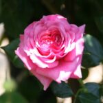 rosa aloha rampicante 1