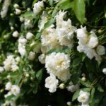 rosa banksiae alba rampicante 1
