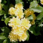 rosa banksiae lutea plena rampicante 3