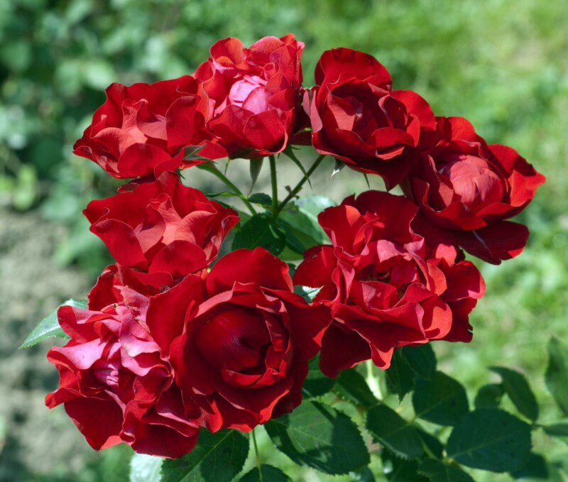 rosa black forest rose 1