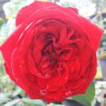 rosa botero rampicante
