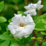 rosa fairy white 1