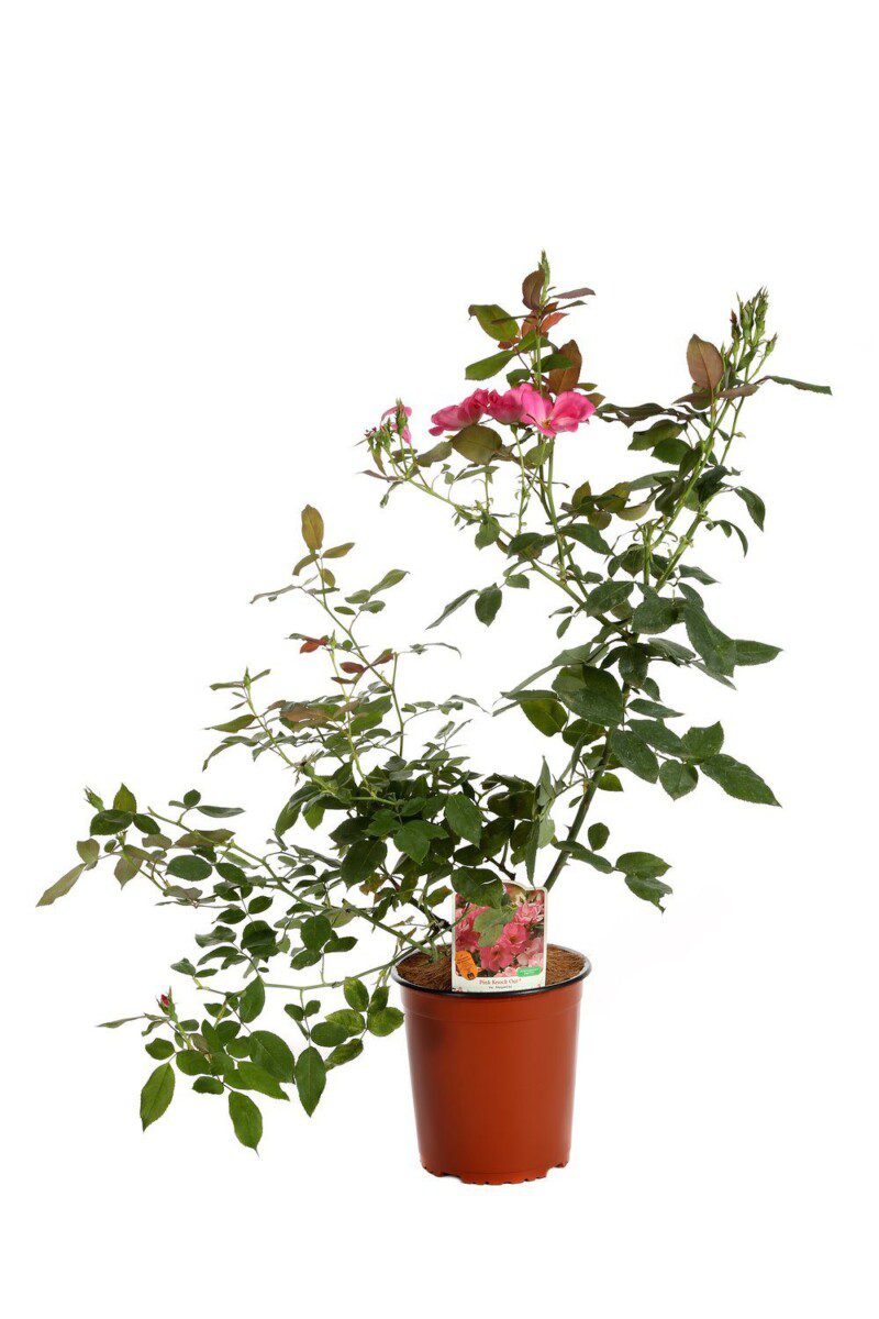 rosa meidiland knoch out pink paesaggistica
