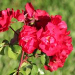 rosa meidiland sevillana paesaggistica 2