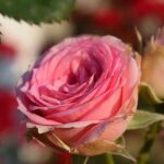 rosa mini eden rose rampicante 1