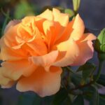 rosa orange dawn rampicante 1
