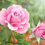 rosa pallida alberello 1