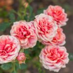 rosa principessa margaret