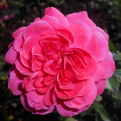 rosa rosarium uetersen rampicante 1