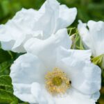 rosa rugosa alba 1