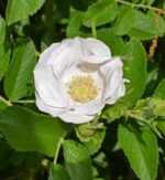 rosa rugosa white perfection schneeberg 1