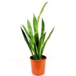 sansevieria zeylanica 1