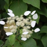 schizophragma hydrangeoides moonlight ortensia