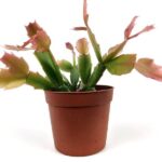 schlumbergera truncata