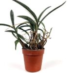 scilla socialis miner