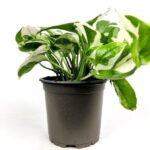 scindapsus pothos 1