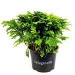 selaginella martensii 1