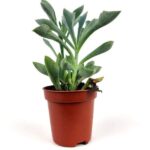 senecio kleiniiformis