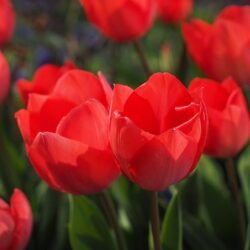 tulipano bloody mary