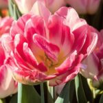 tulipano doppio inca