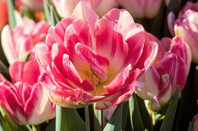 tulipano doppio inca