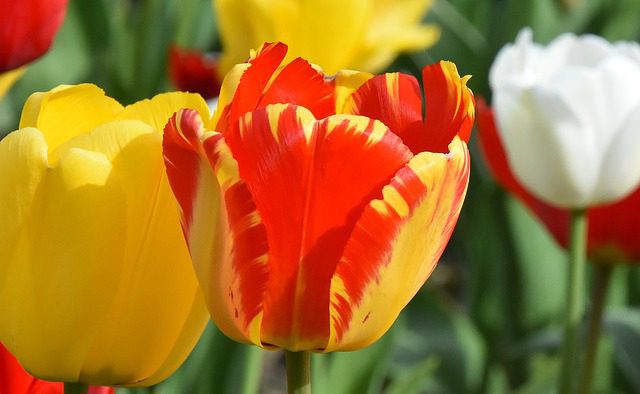 tulipano felipe