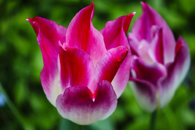 tulipano lilyrose
