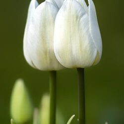 tulipano moonlight