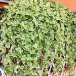 vinca major variegata