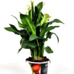 zantedeschia calla bianca