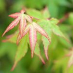 acer palm bi hoo det