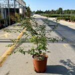 acer palm phoenix v22