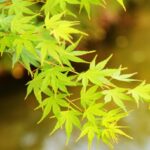 acer palm summer dettaglio