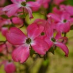 cornus florida red giant det