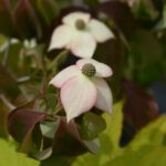 cornus kousa copacabana det