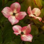 cornus kousa soleil rouge det