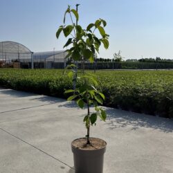 cornus kousa soleil rouge v24