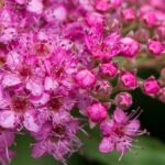 spiraea japonica magic dettaglio 014223