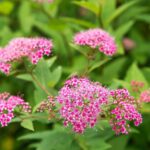 spiraea shirobana