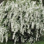 spiraea vanhouttei matura
