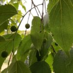 Celtis australis Bagolaro