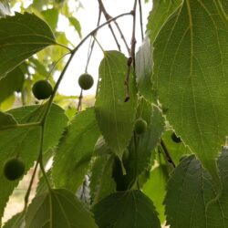 Celtis australis Bagolaro